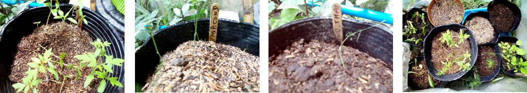 Images of tomato and asparagus
        seedlings in pots in tropical backyard