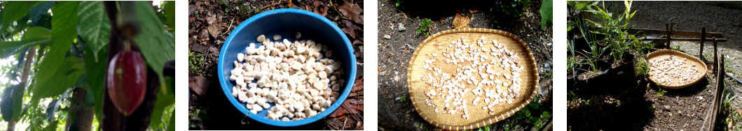 Images of cacao beans being dried in the
        sun