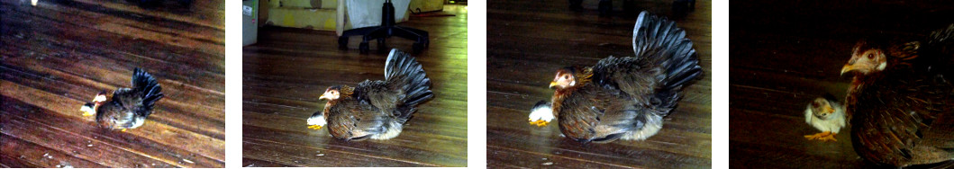 Imagws of hen with chicks recently hatched in tropical
        house living room