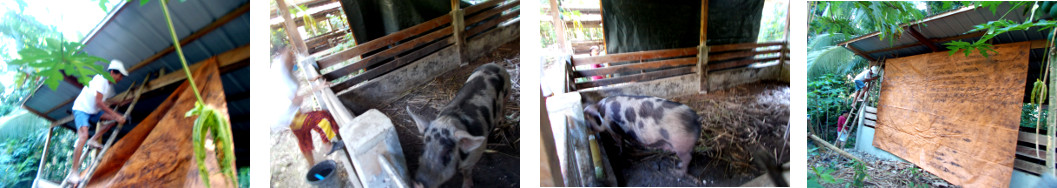 Images of curtain on tropical backyard pig pen