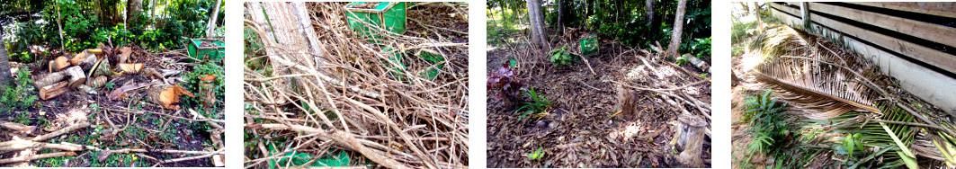 Images of debris in tropical backyard
        after recent tree felling