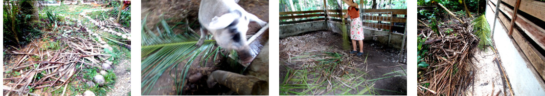 Imagws of coconut fronds being used in
        various ways in tropical backyard