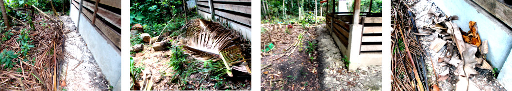 Images of almost cleared up debris in tropical
              backyard