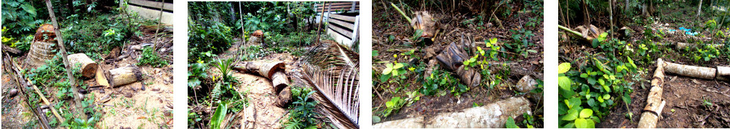 Imagws of debris from tree felling cleared up in
            tropical backyard