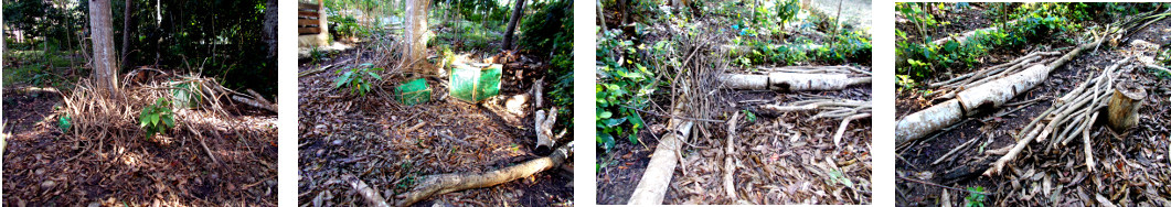 Images of debris from felled trees in
        tropical backyard being cleared up
