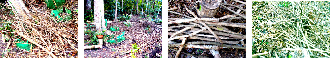 Images of cleared debris after tree
        felling in tropical backyard