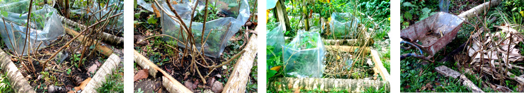 Imagws of sticks from tree felling used as bean poles in
        tropical backyard