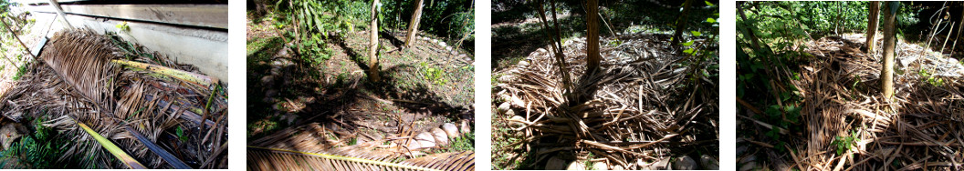 Images of debris from tree felling
        used as compost in tropical backyard