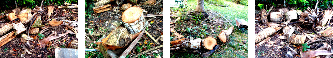 Images of logs from felled trees used
        as border for garden patch in tropical backyard