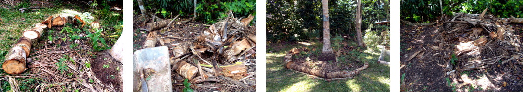 Imagws of debris from tree felling
        used as borders for tropical backyard garden patches