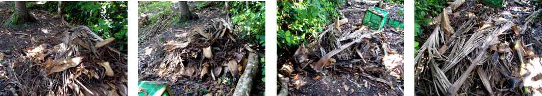 Images of tropical backyard compost
        heap made from tree felling debris
