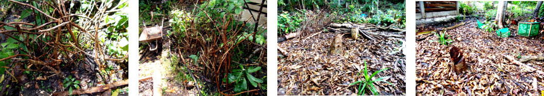 Images of Garden debris used as bean sticks in tropical
        backyard