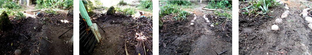 Imagews of attempts to imptove
        drainage in tropical garden
