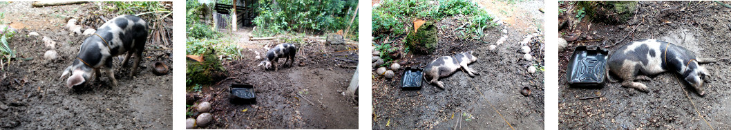 Images of pig in tropical backyard digging drainage
          ditches