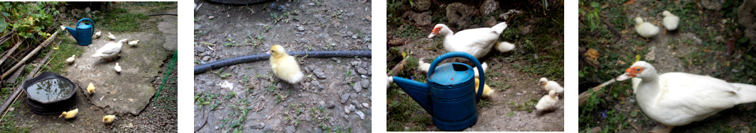 Images of 11 day old tropical backyard ducklings