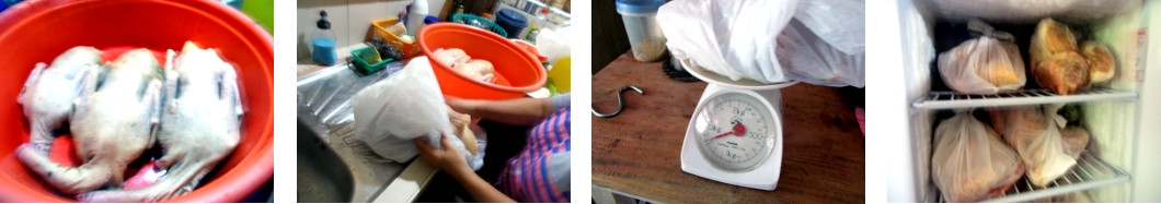 Images of ducks being prepared for the freezer