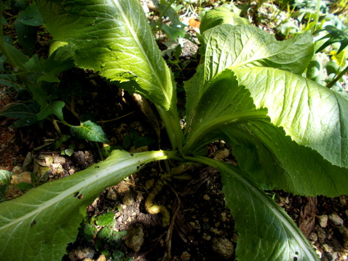 Image of mustard plant growing in tropical backyard