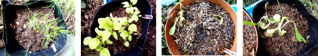 Images of Asparagus, Eggplant and Safflower seedlings
        growing in pots in tropical backyard