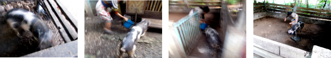 Images of a tropical native piglet being moved to a
          new pen