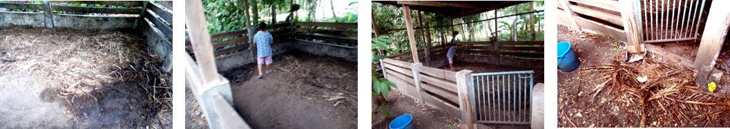Images of tropical backyard pig pen
        being cleaned out