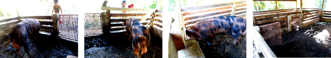 Images of a tropical backyard boar
        returning to his pen
