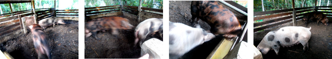 Images of tropical backyard boar and
        sow together