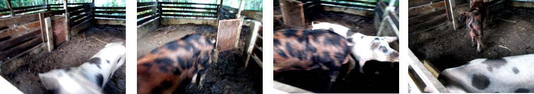 Imagws of tropical backyard boar and
        sow together