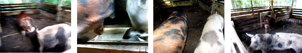 Images of tropical backyard boar with sow
