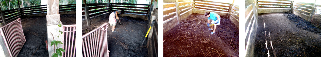 Images of tropical backyard boar's pen
        being cleaned