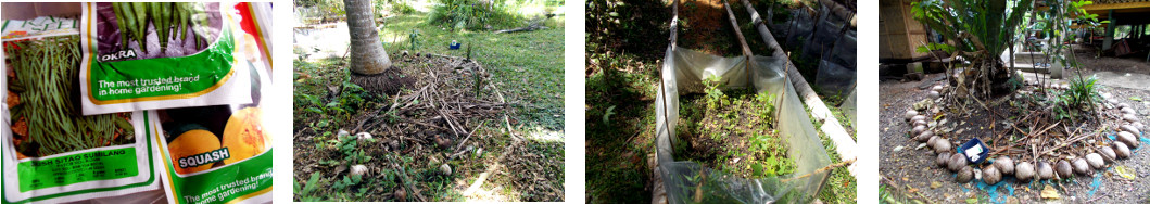 Images of locations in tropical
        backyard recently planted with squash