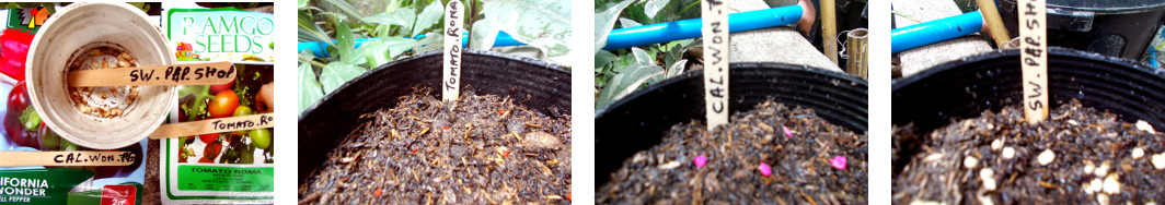 Images of seeds planted in pots in
        tropical backyard