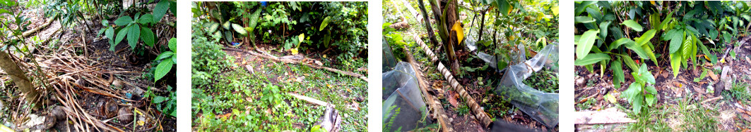 Images of locatio s in tropical backyard recently
        planted with bush beans