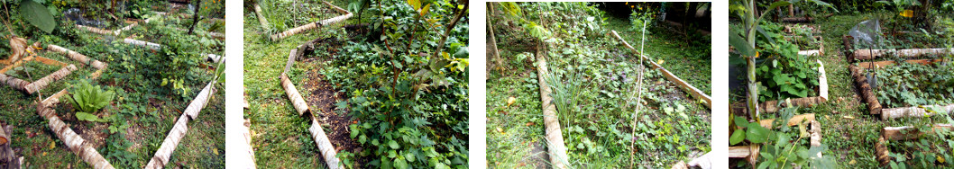 Images of locations in tropical backyard recently
        planted with Okra