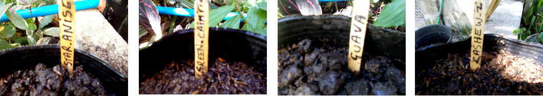 Images of tree seeds planted in pots
        in tropical backyard