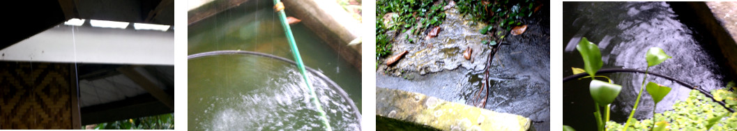 Images of a short rainshower in tropical backyard