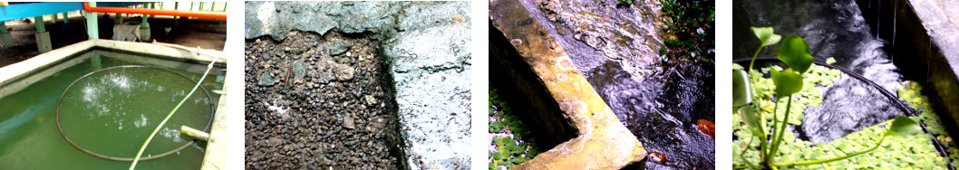 Images of rain in tropical backyard