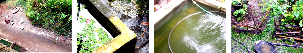 Images of rain in tropical backyard