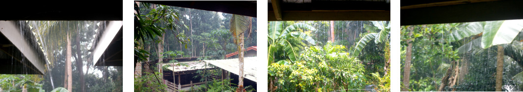 Images of heavy rain in tropical
        backyard