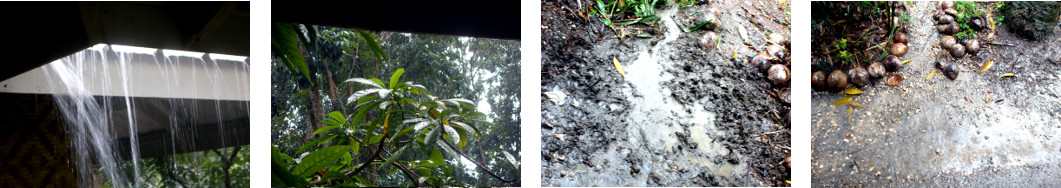 Images of heavy rain in tropical
        backyard