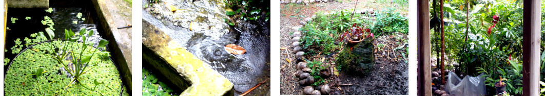 Images of light rain in tropical
        backyard