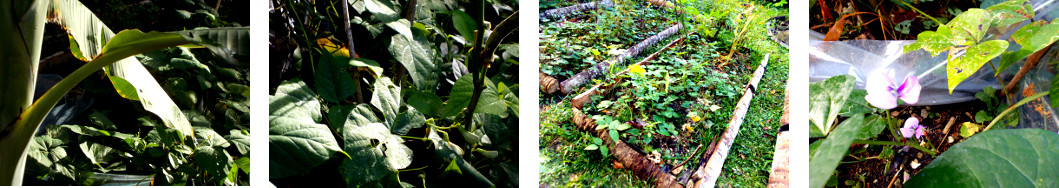 Images of tropical backyard garden
        after rain in the night