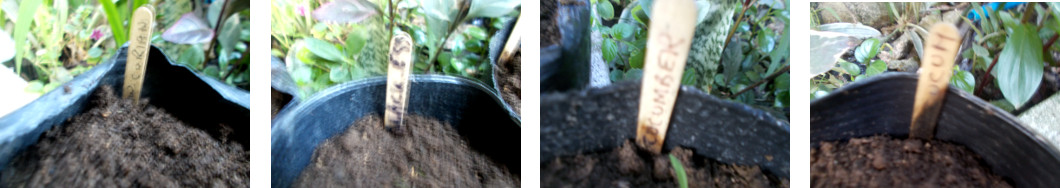 Images of pots in tropical backyard after reseeding