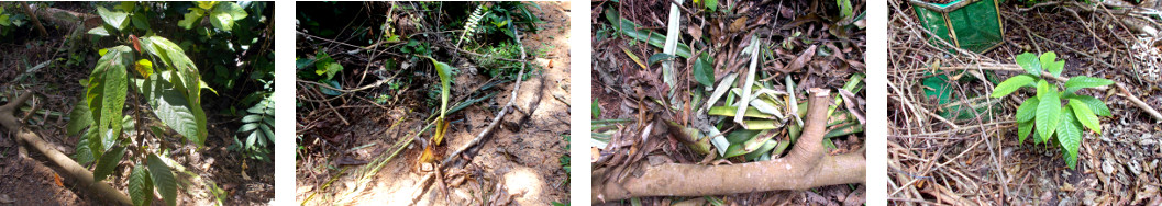 Images of tropical backyard plants
        recovering after being crushed by falling debris from felled
        trees