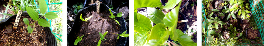 Images of tree seedlings in tropical
        backyard