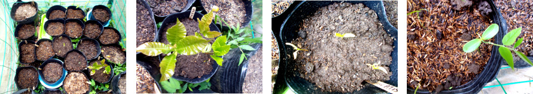 Imagws of sprouting tree seedlings in
        tropical bckyard