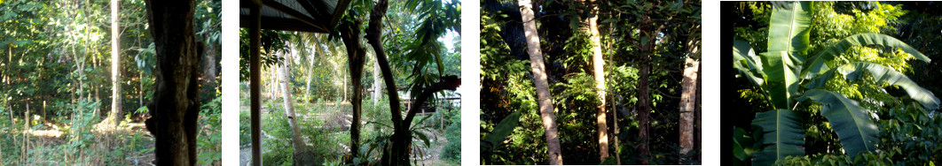 Images of early morning sun in tropical backyard