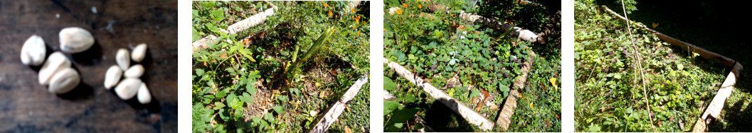 Images of locations in tropical
        backyard recently planted with sunflower and safflower seeds