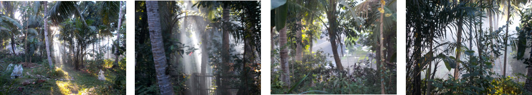 Images of early morning smoke in
        tropical backyard