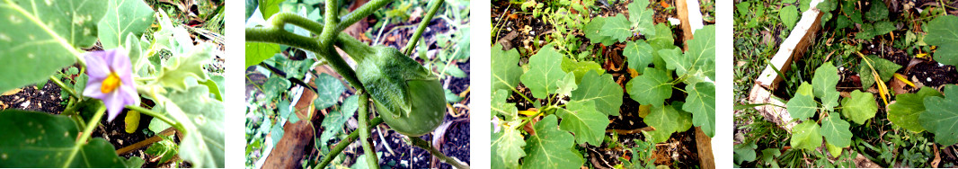 Images of transplanted eggplants in
        tropical backyard