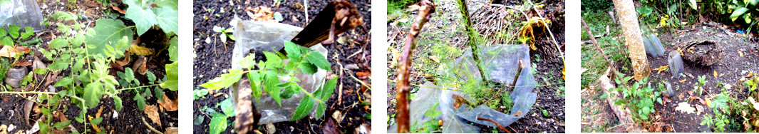 Images of transplanted seedlings in tropical backyard